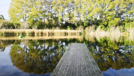 A Weekend in Christchurch: Through the Eyes of Lola, the Beloved Dog